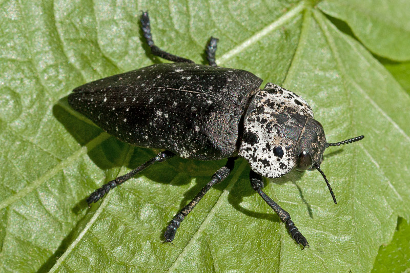 Capnodis tenebrionis